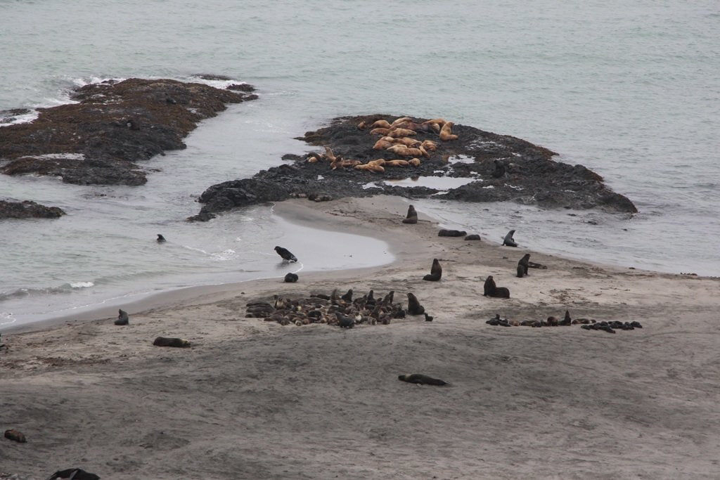 На берегу часто встречаются лежбища сивучей — это морские львы Стеллера, а также тюленей. Фото: Александр Д. / Яндекс Карты