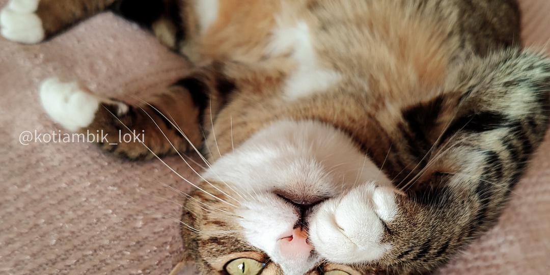 Кошачьи пословицы (1 часть)😹