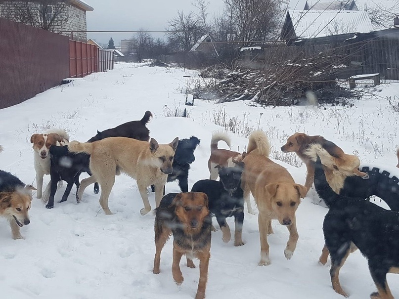 Стая опасных хищников