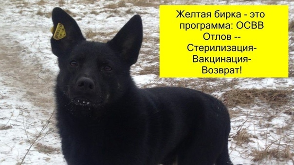 Яко бы безопасная собака