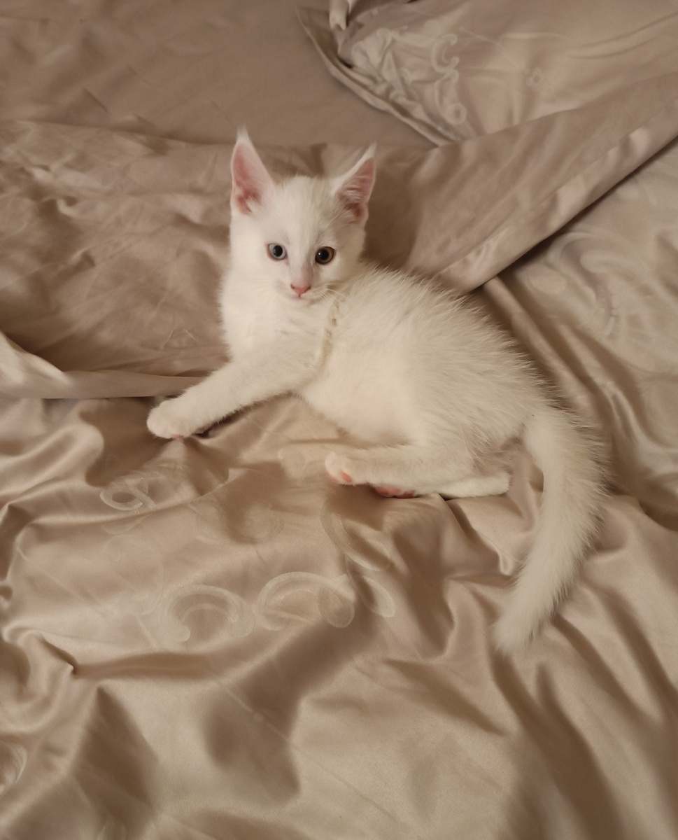 Взъерошенный Анхель. Фото в "испуге" нет, в такие моменты не до этого. 