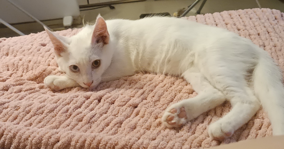 Мой малышок -  Анхель