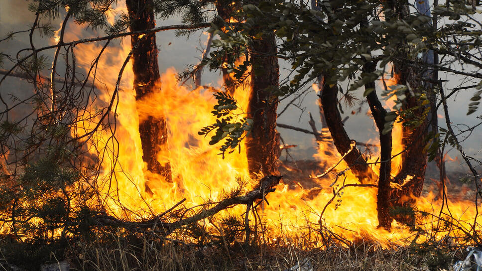Фото: Олег Харсеев / Коммерсантъ