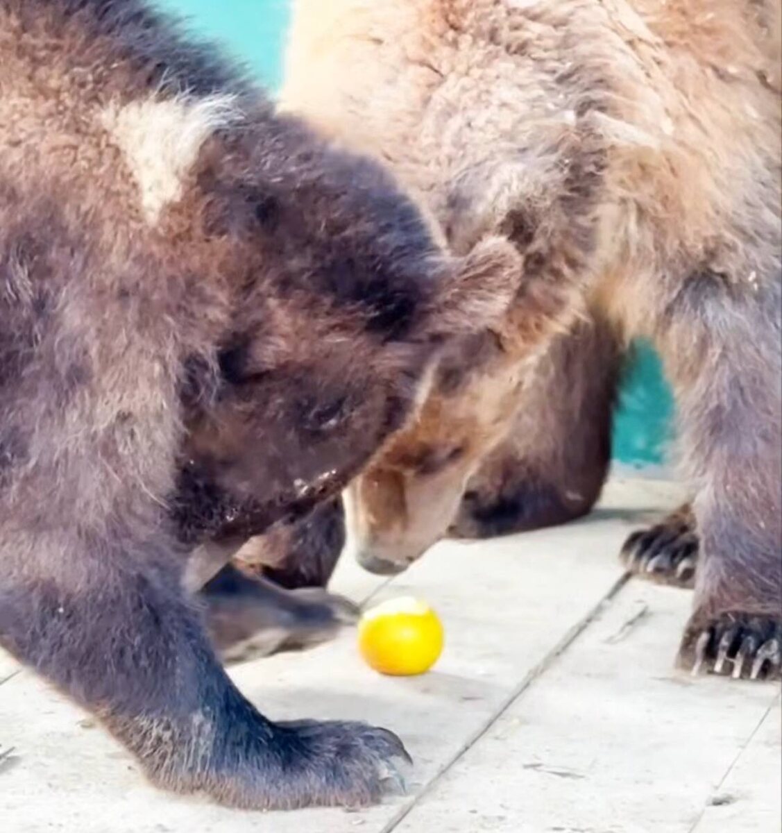 Фото: скриншот с видео приюта «Парк львов - Земля прайда»