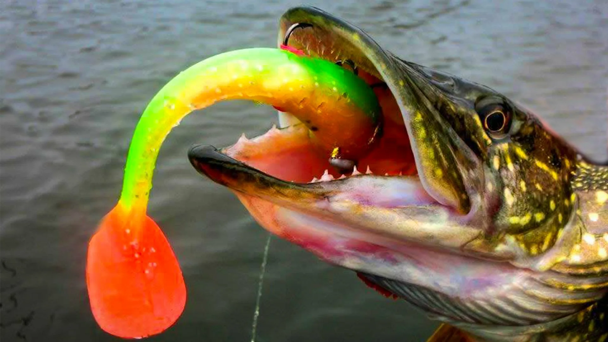 Фото с сайта: https://animals.pibig.info