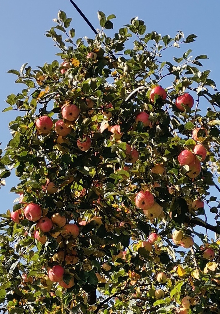 Любое яблоко устроено так же, как энергетически устроен и сам человек, — в форме тора.