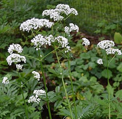 Та самая валериана, только непокусанная
