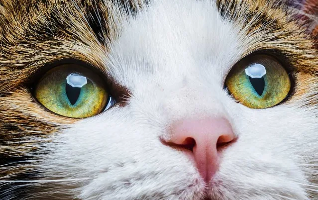 Глаза кота