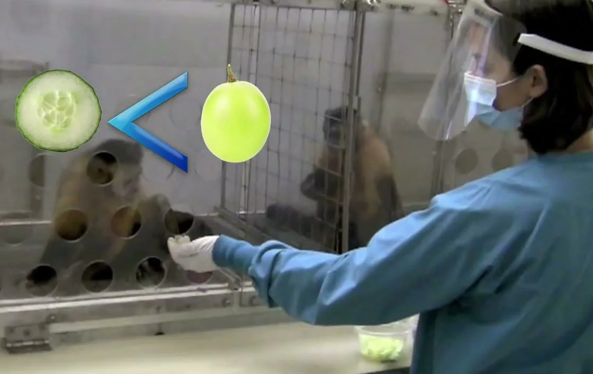 Опыт с капуцинами.