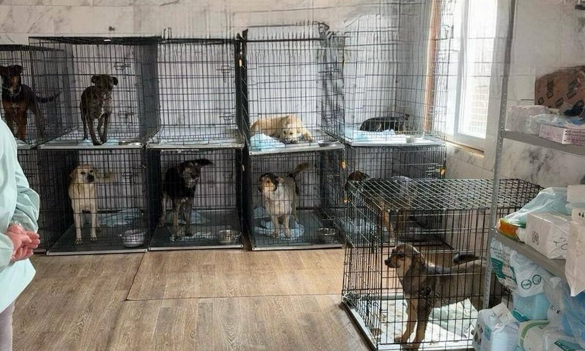    Фото t.me/proc_23