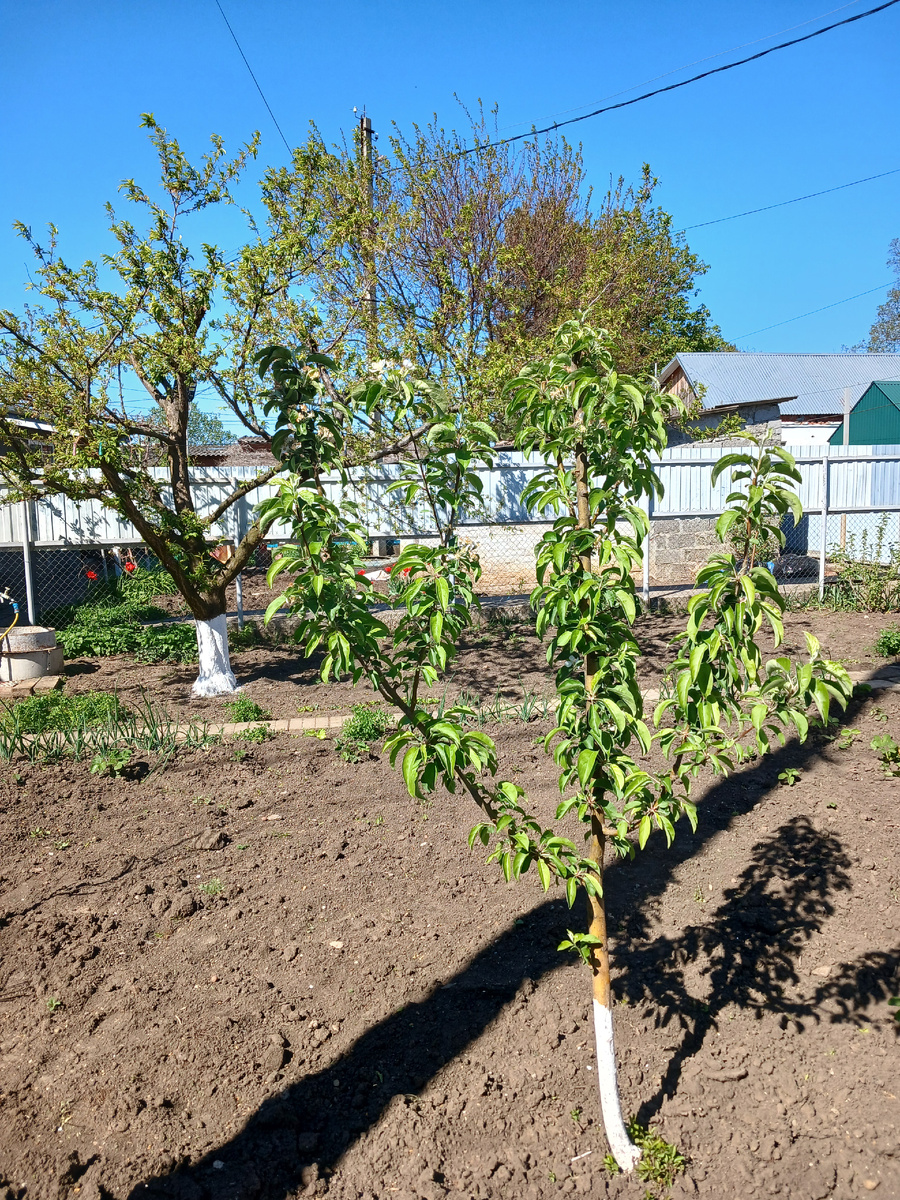 Мой скромный сад