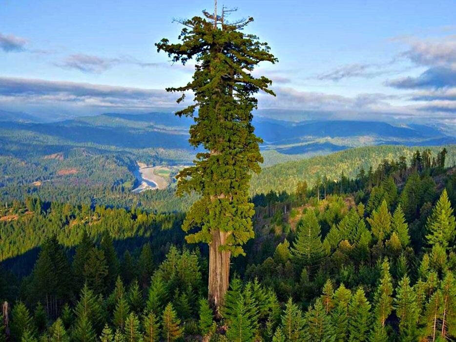 Гиперион возвышается над парком Редвуд