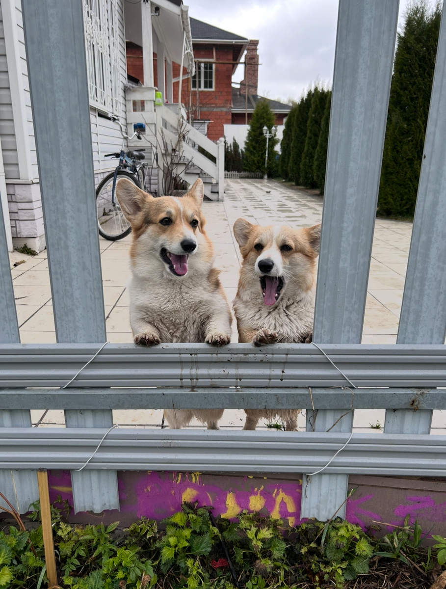 Хитрые мордочки! 