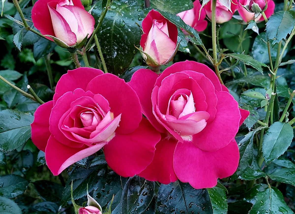 Хайматмелоди. Флорибунда