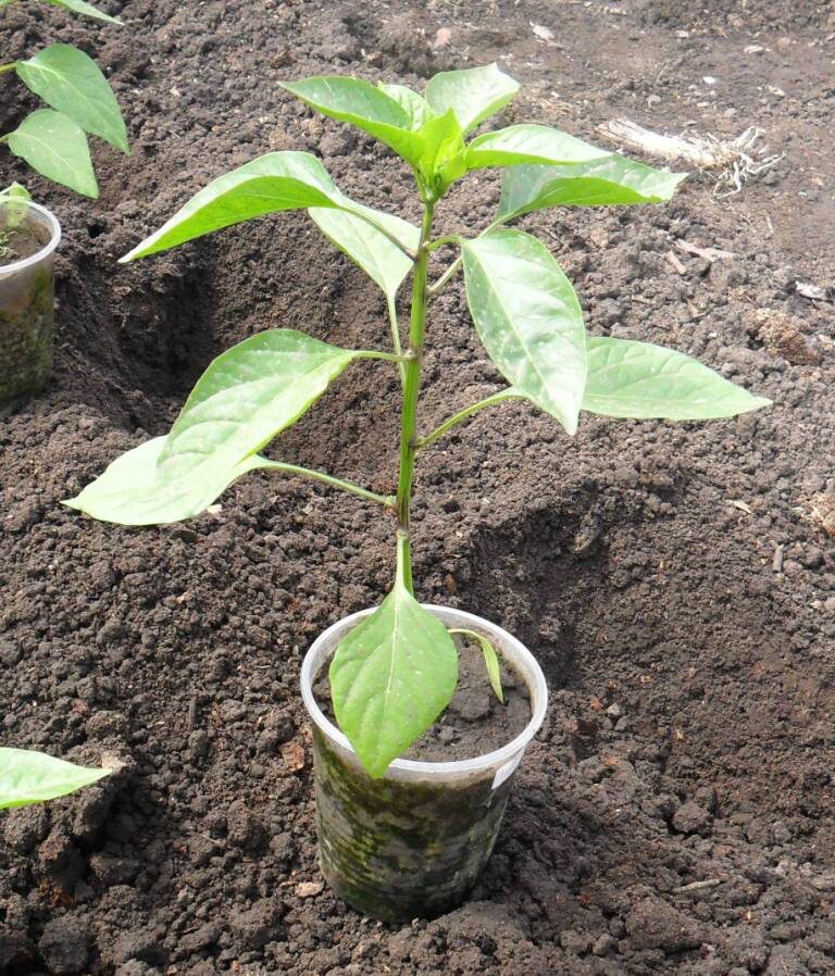 Рассада сладкого перца перед высадкой
