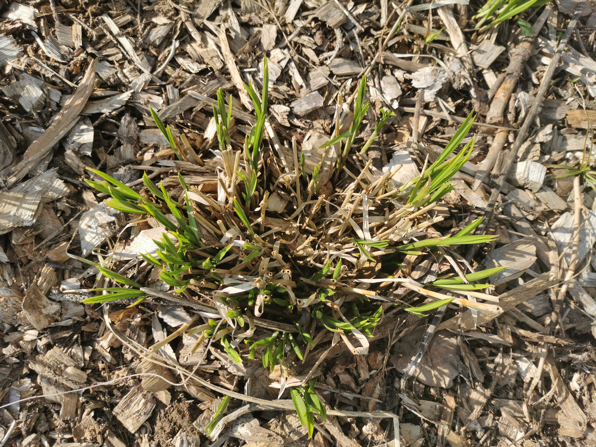 Осока пальмолистная