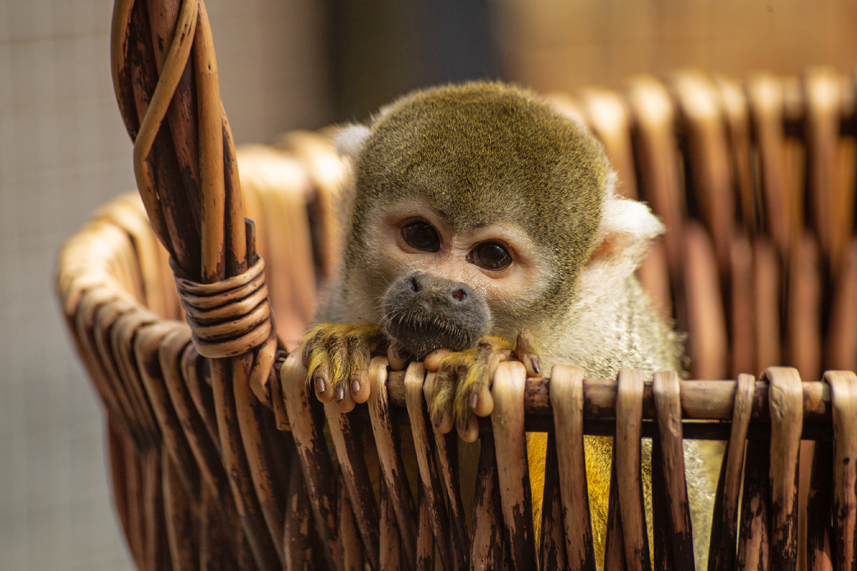 Simia Attentive, Shutterstock