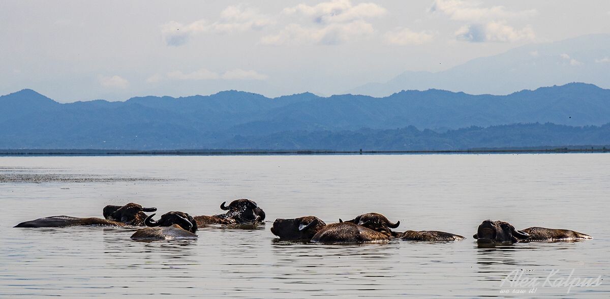 Буйволы. Озеро Палеостоми. Грузия