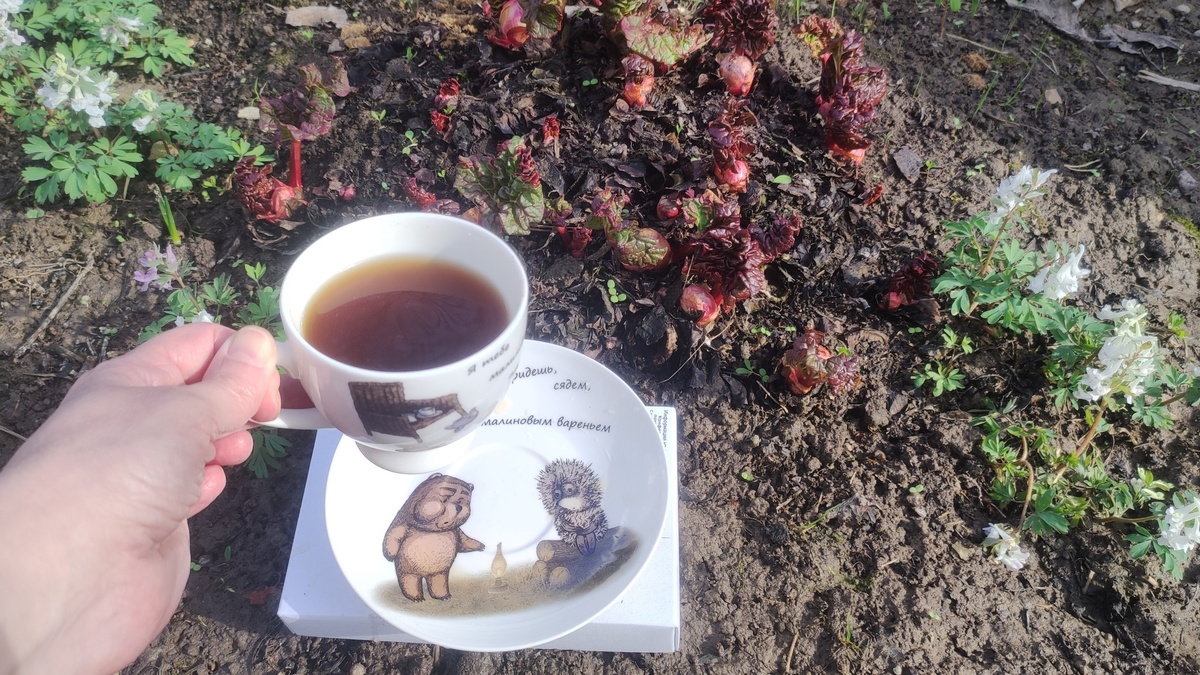 Кофе на фоне ревеня и хохлаток 😄