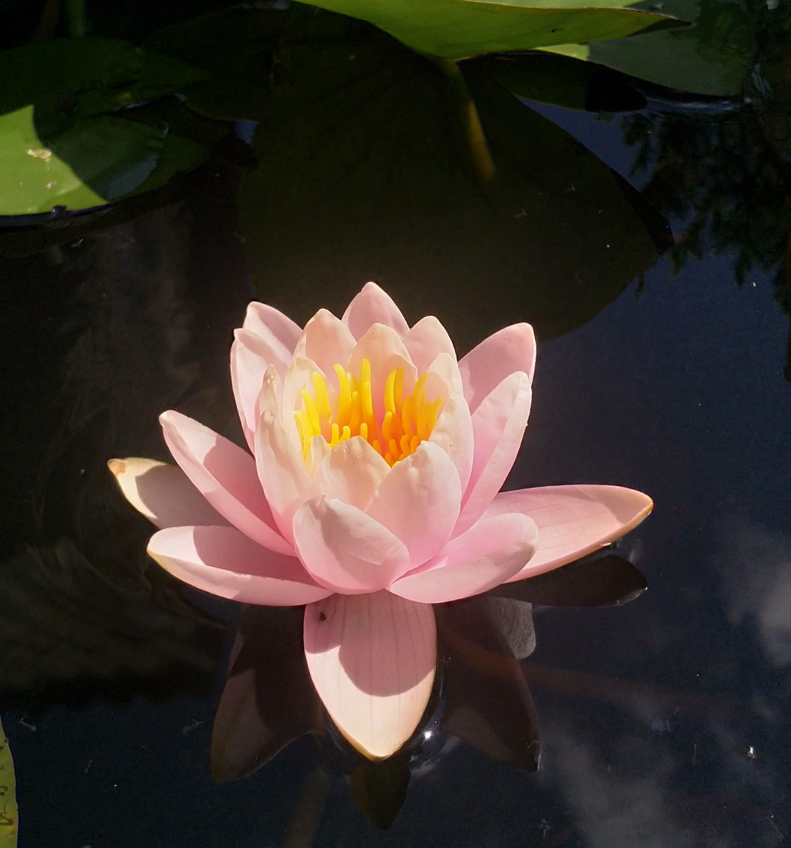 Первое цветение 