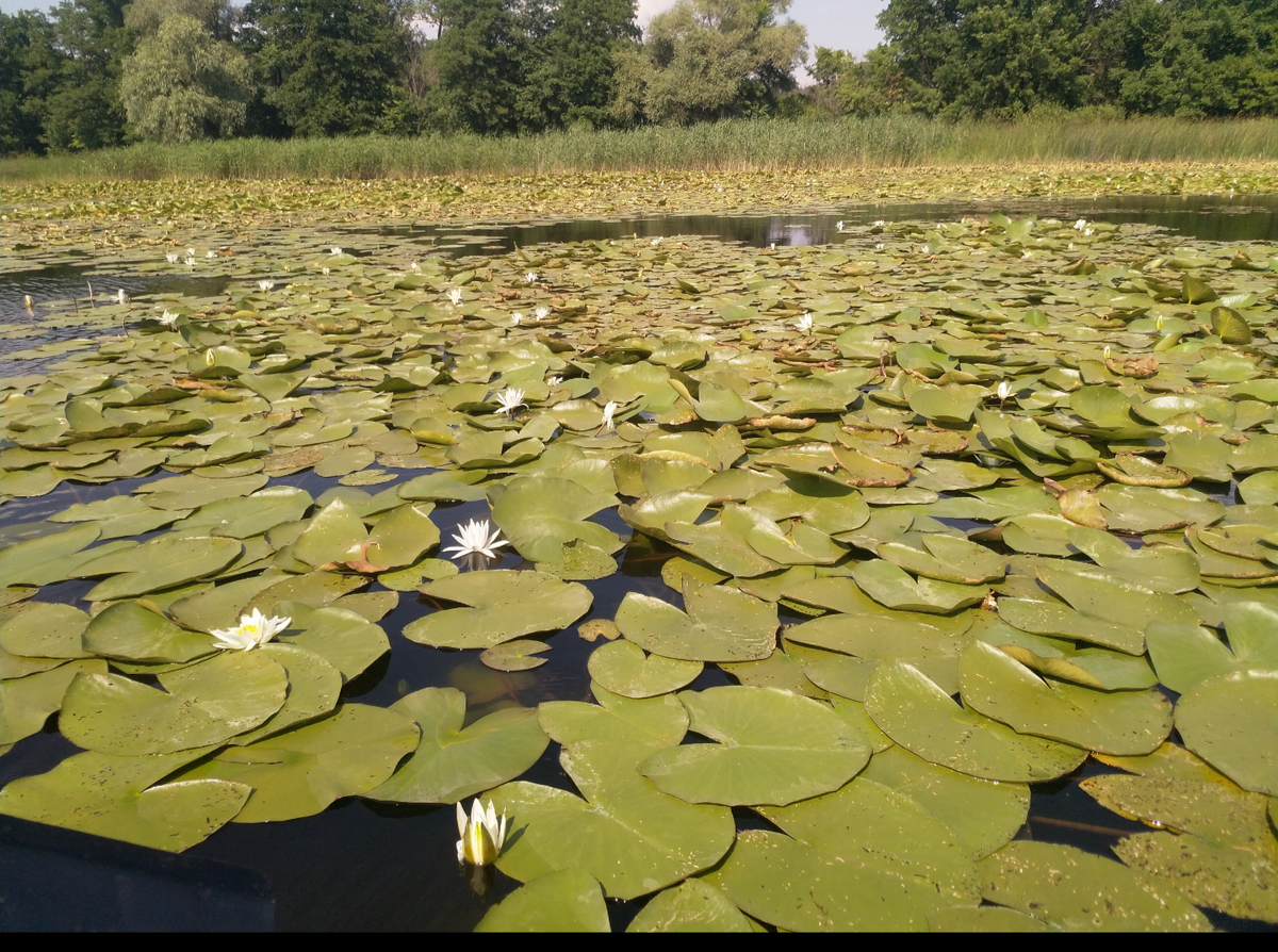 В дикой природе, Воронежская область 