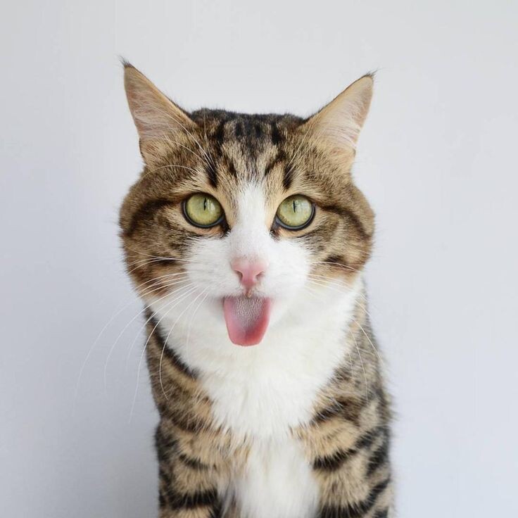 источник фото: https://i.pinimg.com/736x/d4/c9/4a/d4c94acf1de4b04d36de08550066031b.jpg