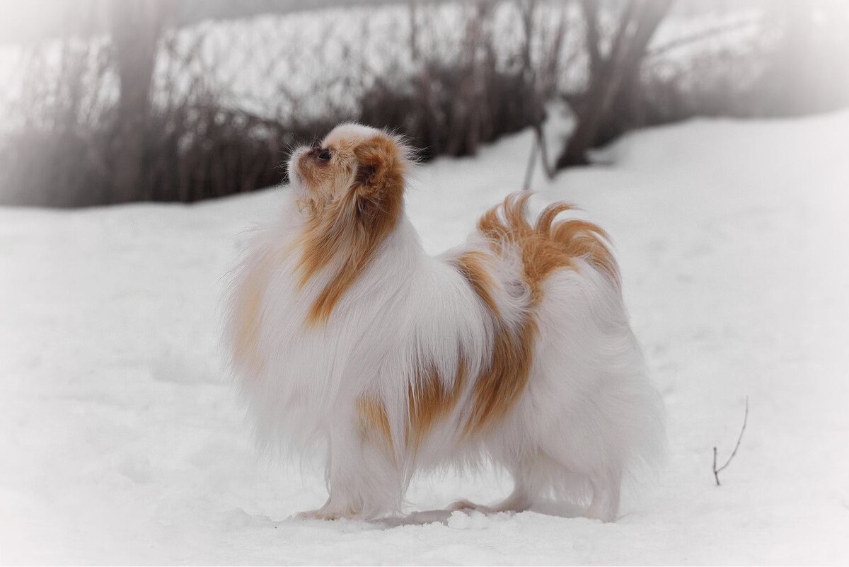 Белворт Юша Седай (Крош)