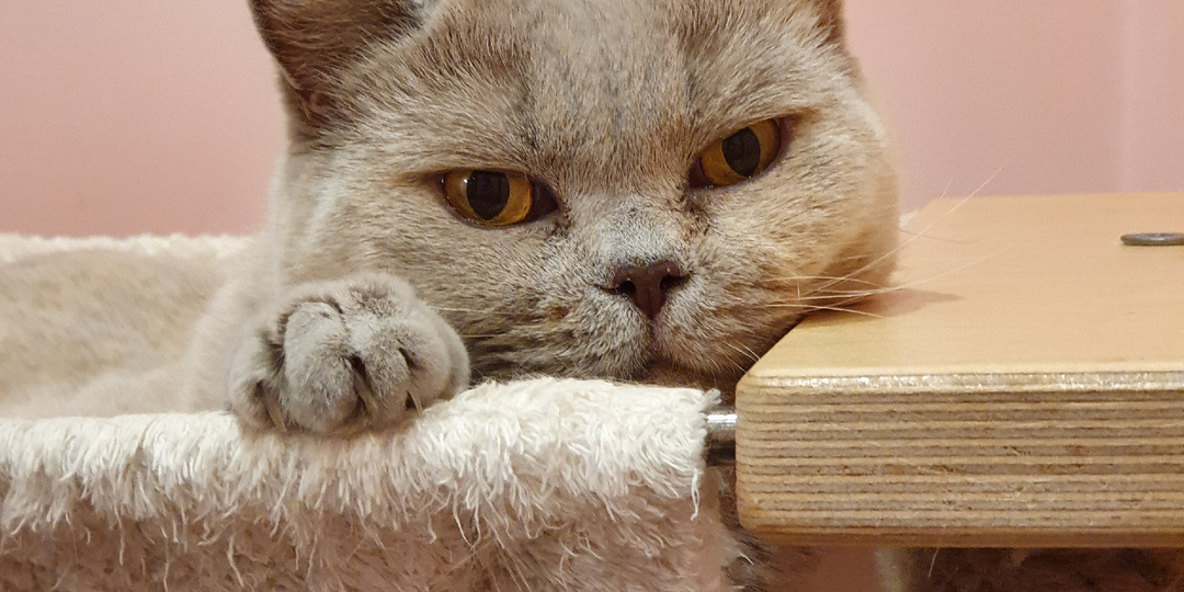 Пожилые кошки: что нужно знать о когнитивной дисфункции у питомцев