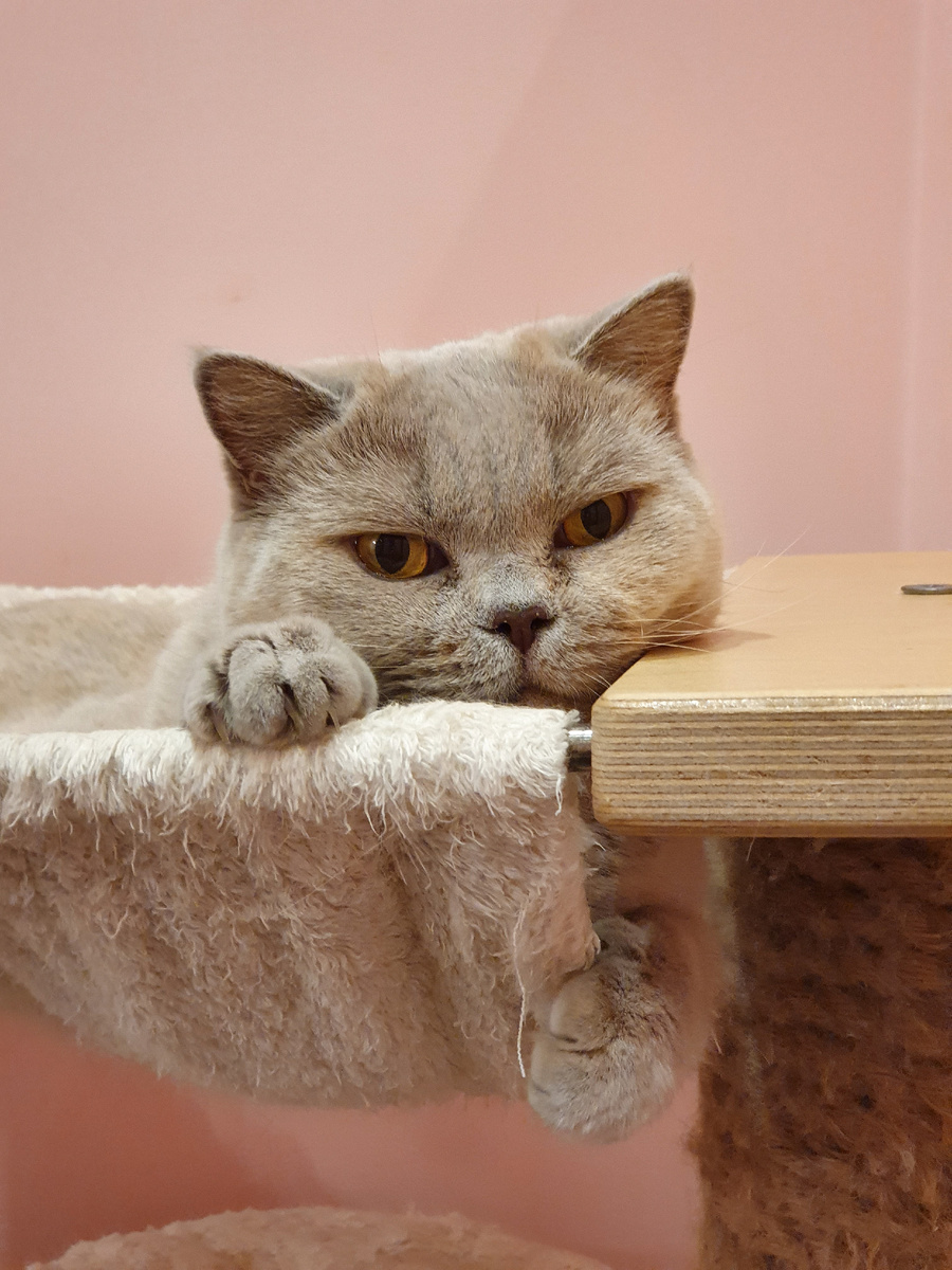 в возрасте от 10 до 14 лет у 28% кошек проявляются первые признаки когнитивной дисфункции