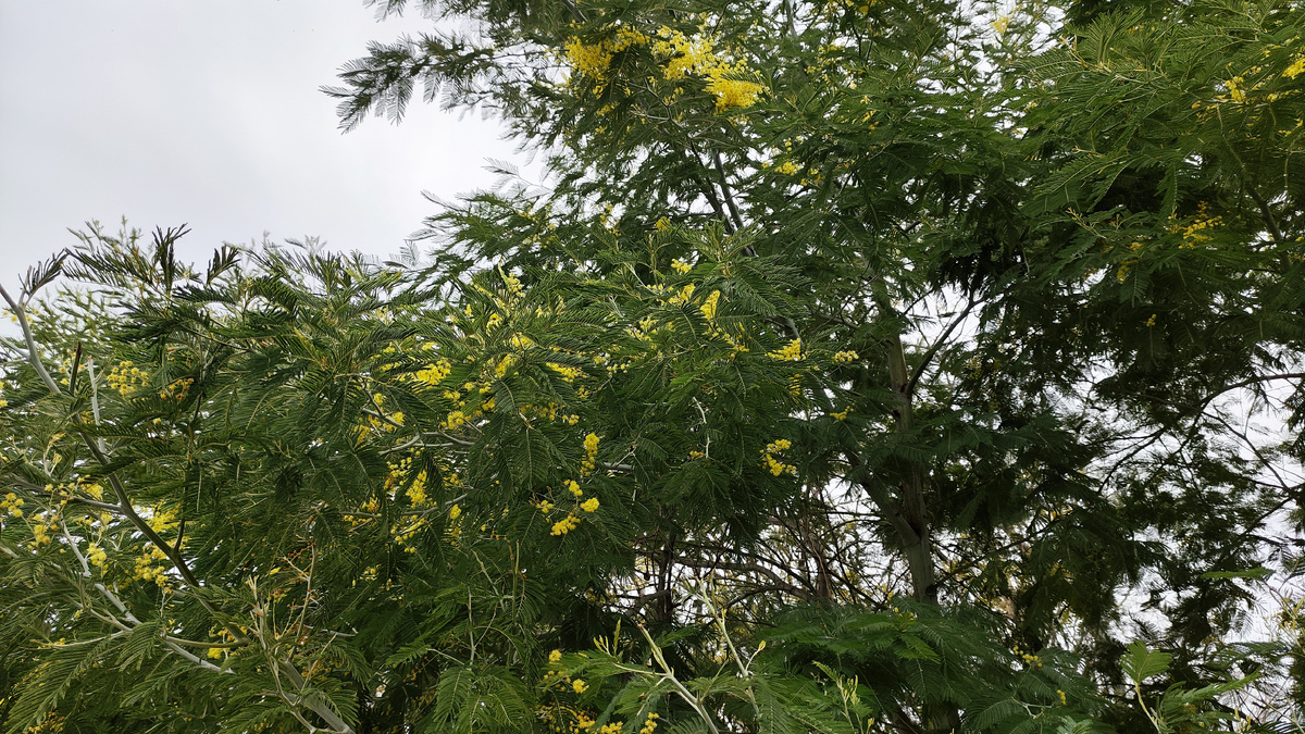 по всему побережью цветет мимоза