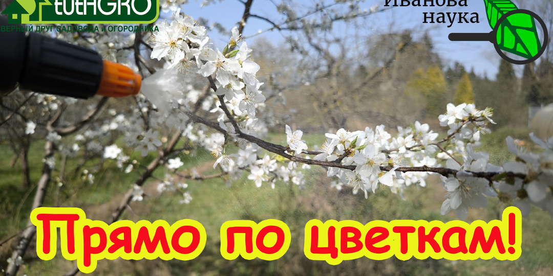 САМАЯ ГЛАВНАЯ ОБРАБОТКА САДА во время цветения. Без этой обработки можете остаться без урожая!