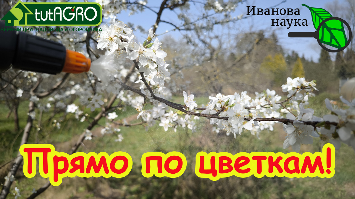 Обработка сада во время цветения спсет вам не только урожай, но и весь сад!