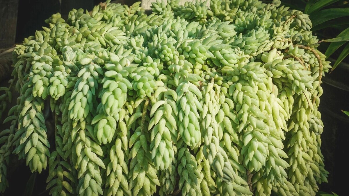     Источник: 1MI