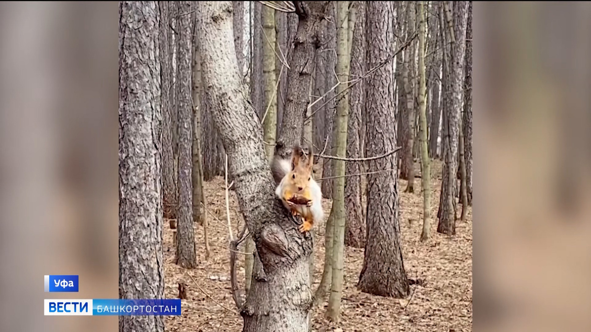    Активных белок сняли на видео в Уфе
