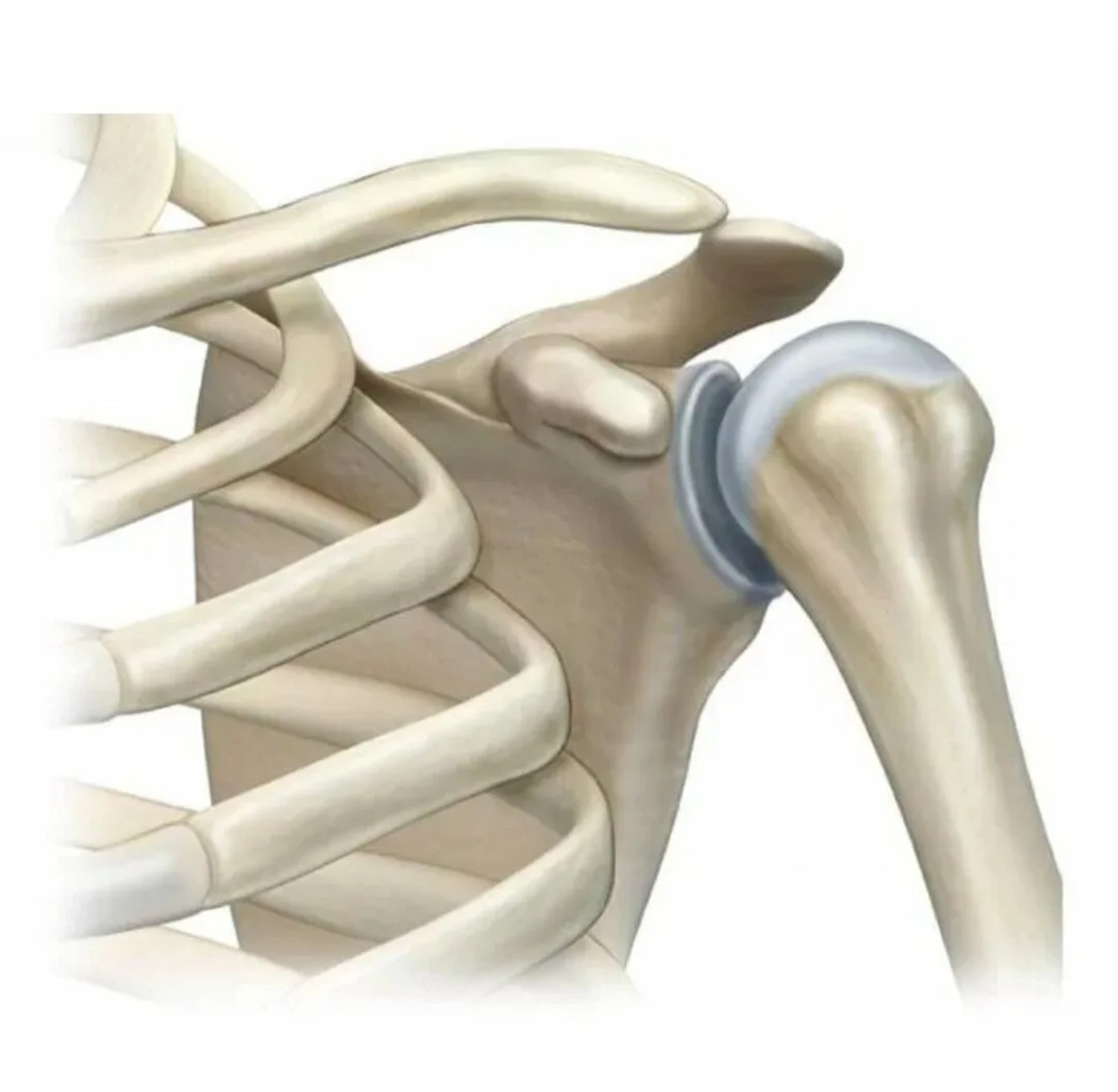 Так выглядит плечевой сустав