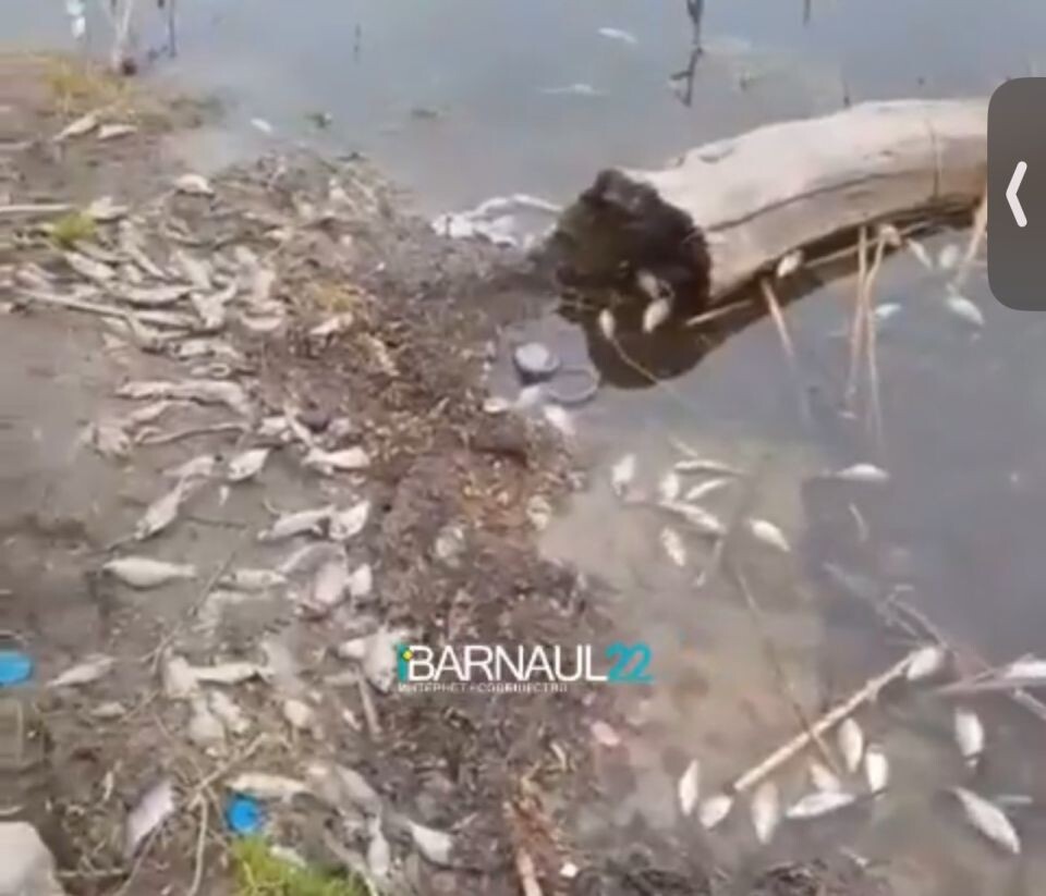    Погибшая рыба в селе Лебяжье. Источник: Barnaul 22