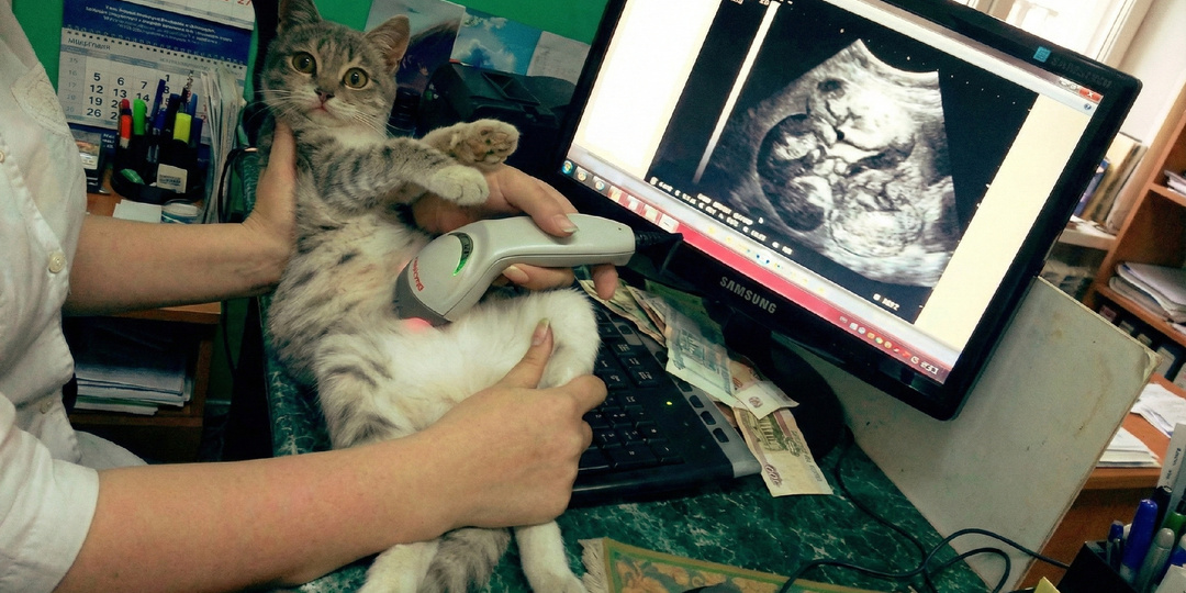 Я скоро стану мамой: как понять, что кошка беременна за 2 минуты, без визита в клинику