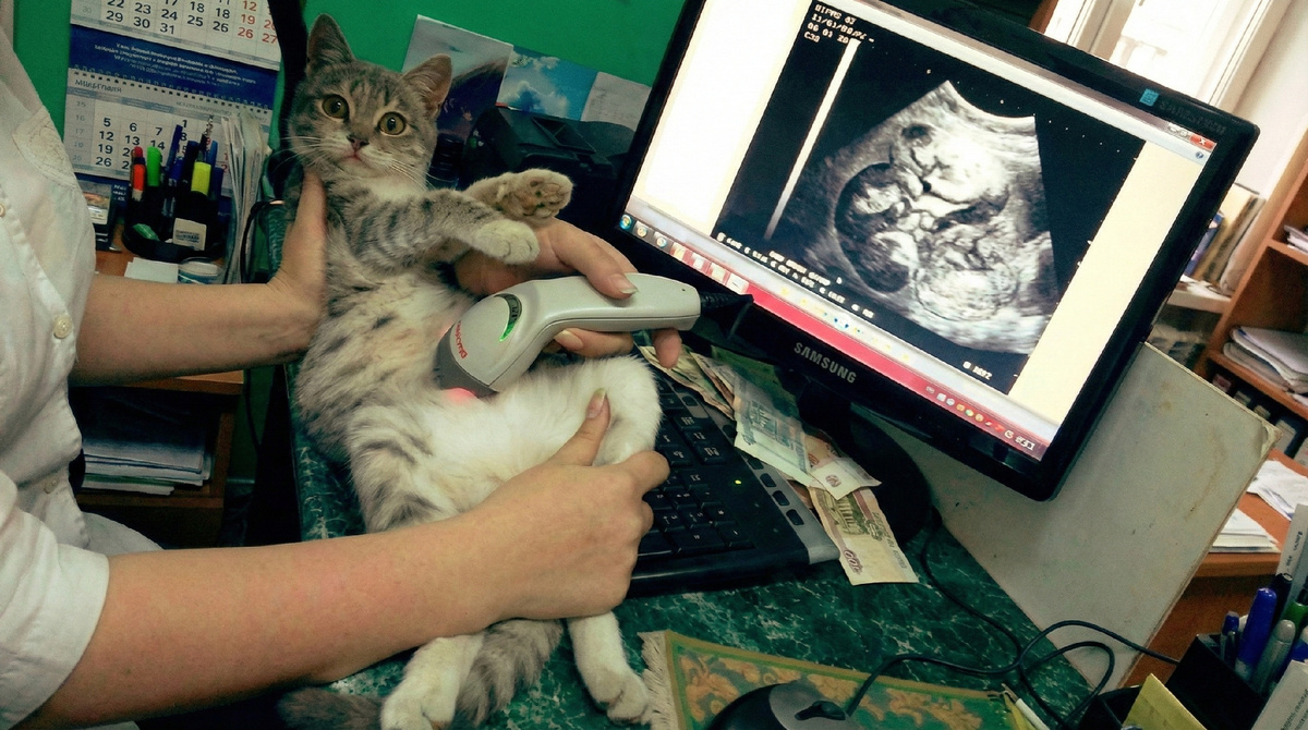 Я скоро стану мамой...