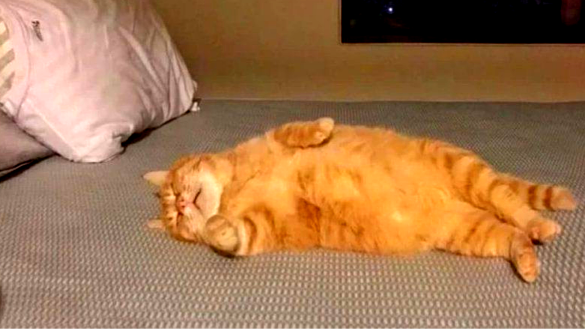 Когда думал, что подобрал толстого котёнка, а оказалась это кошка.... И она - не толстая...