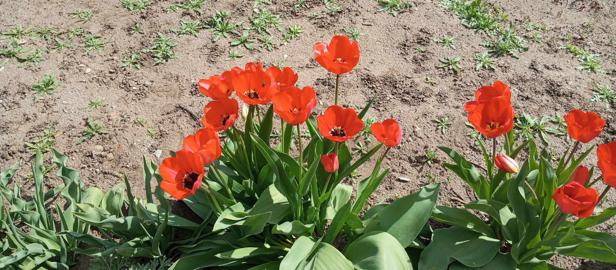 Все цветет❤