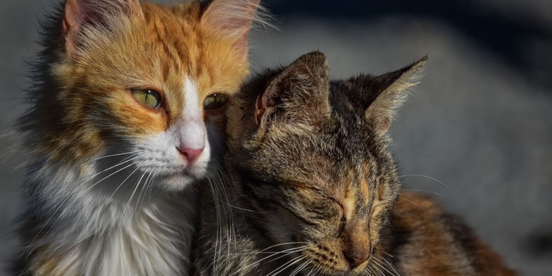 Сколько бездомных животных в России: причины, масштабы и пути решения проблемы в 2025 году