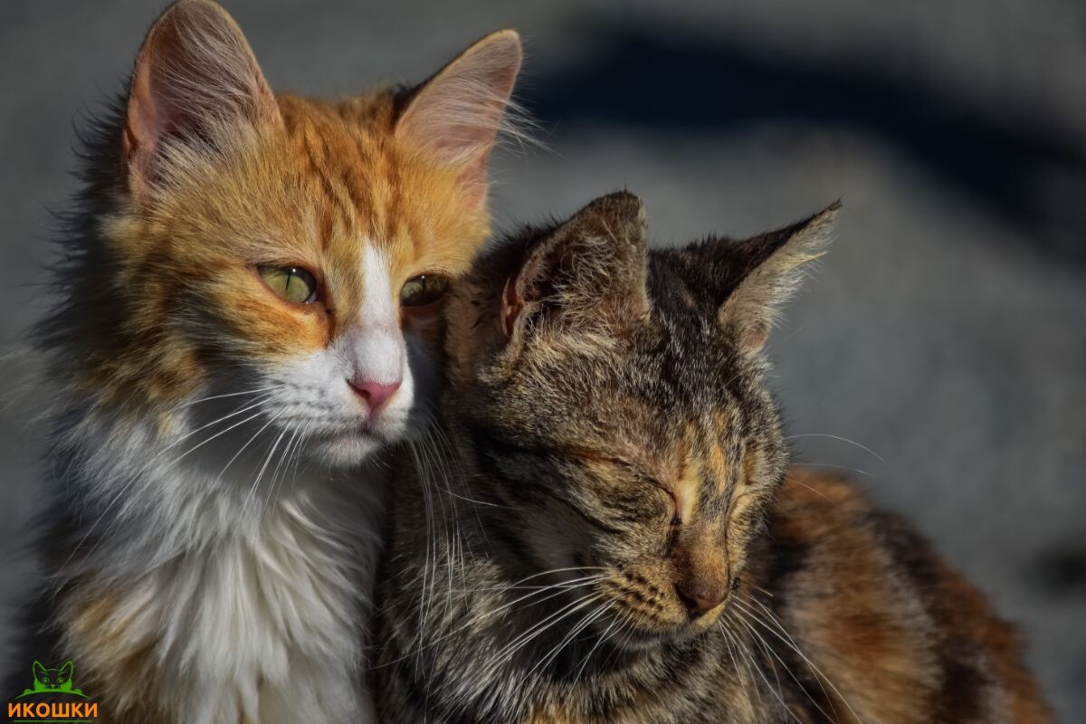 Два бездомных кота 