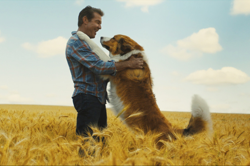 Кадр из фильма «Собачья жизнь».