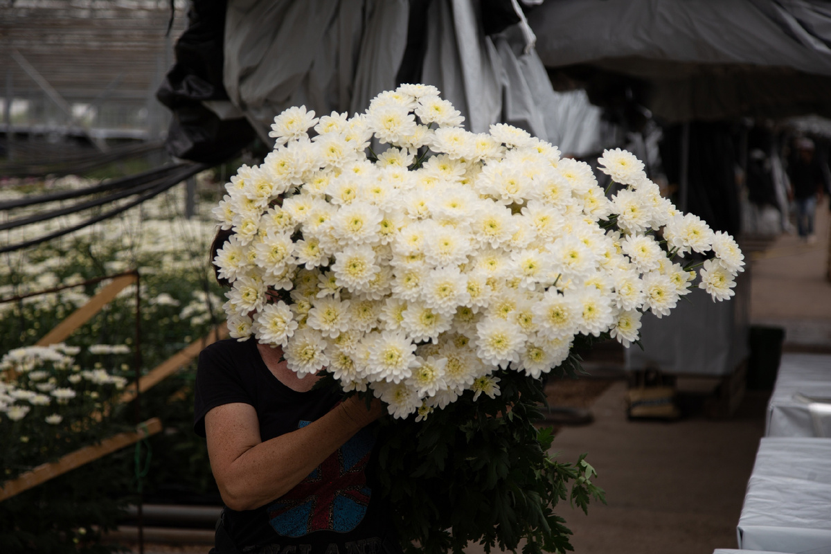 Сбор хризантемы на производстве