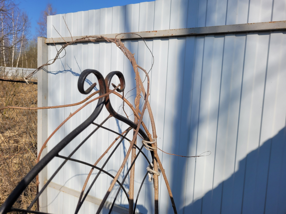 Актинидия весной