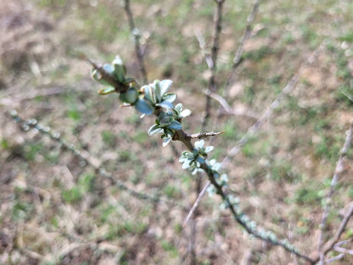 Начинают листочки распускаться на облепихе