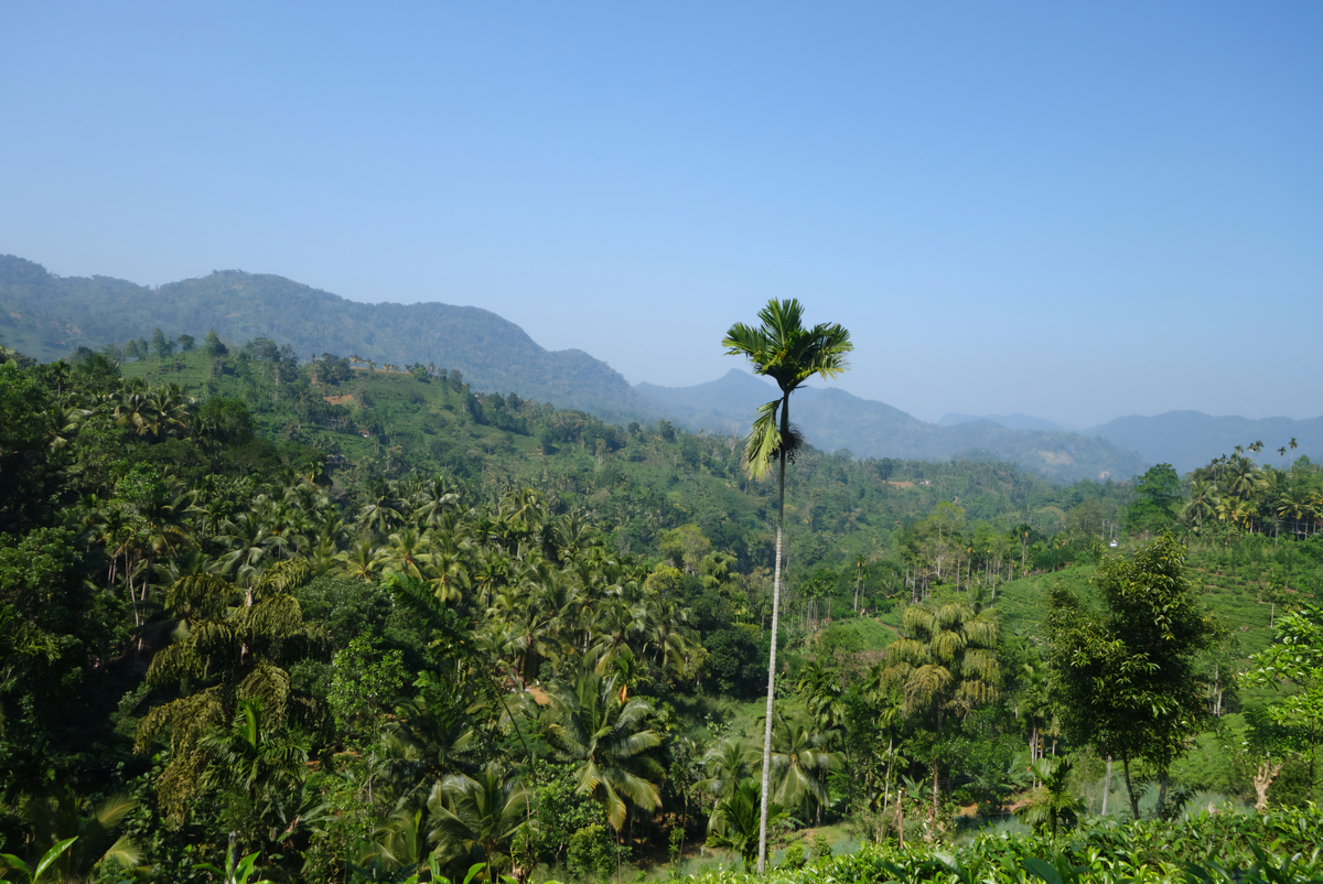 зов Шри-Ланки после первого путешествия