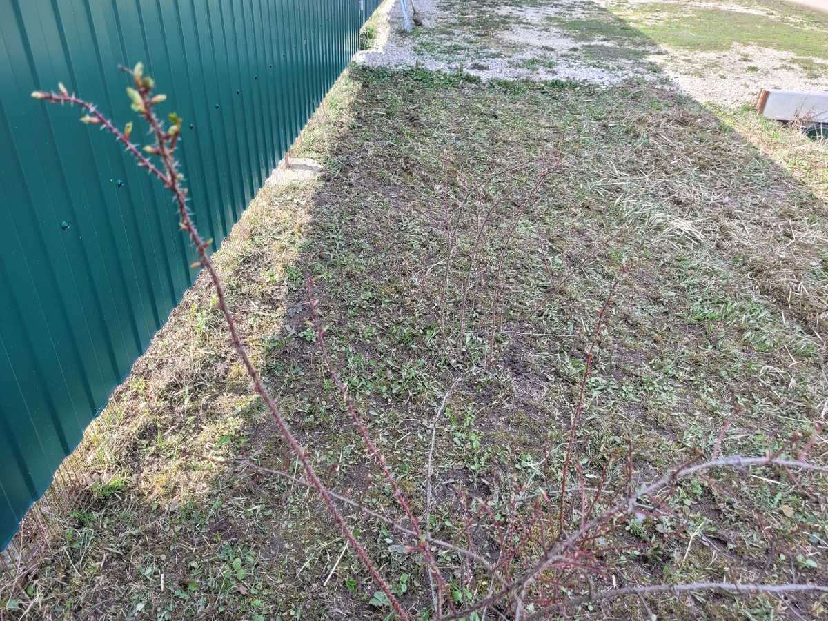 Роза, цветёт белыми цветами