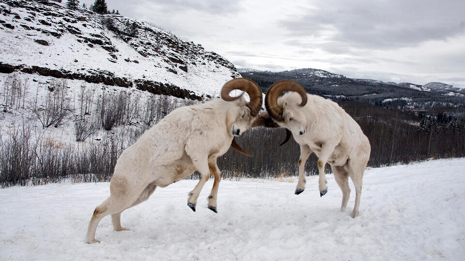 Фото: © www.globallookpress.com/Mark Newman/FLPA