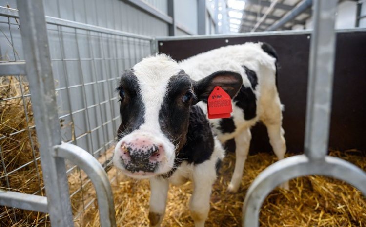    Как сделать производство молока максимально выгодным – опыт пермского «Совхоза Дружный»